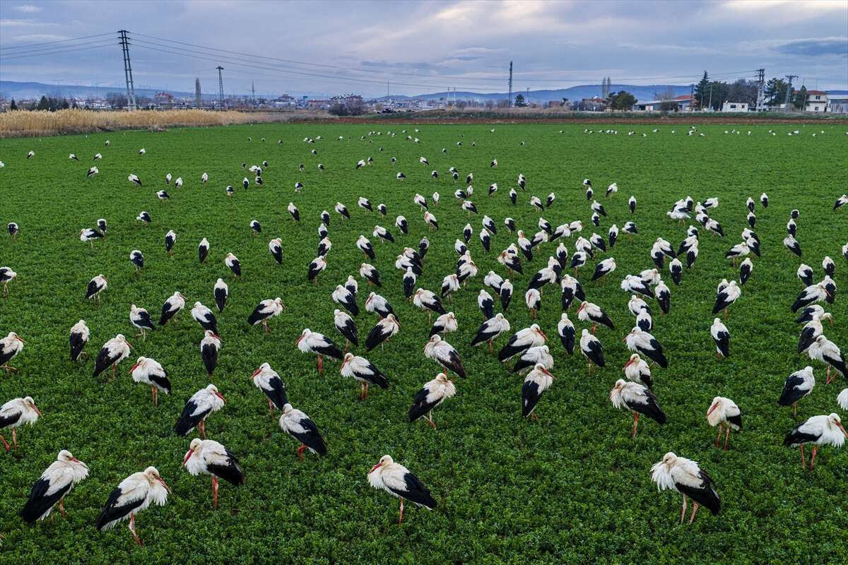 Konya semaları şenlendi! Baharın habercileri bu bölgede görsel şölen sunuyor 4